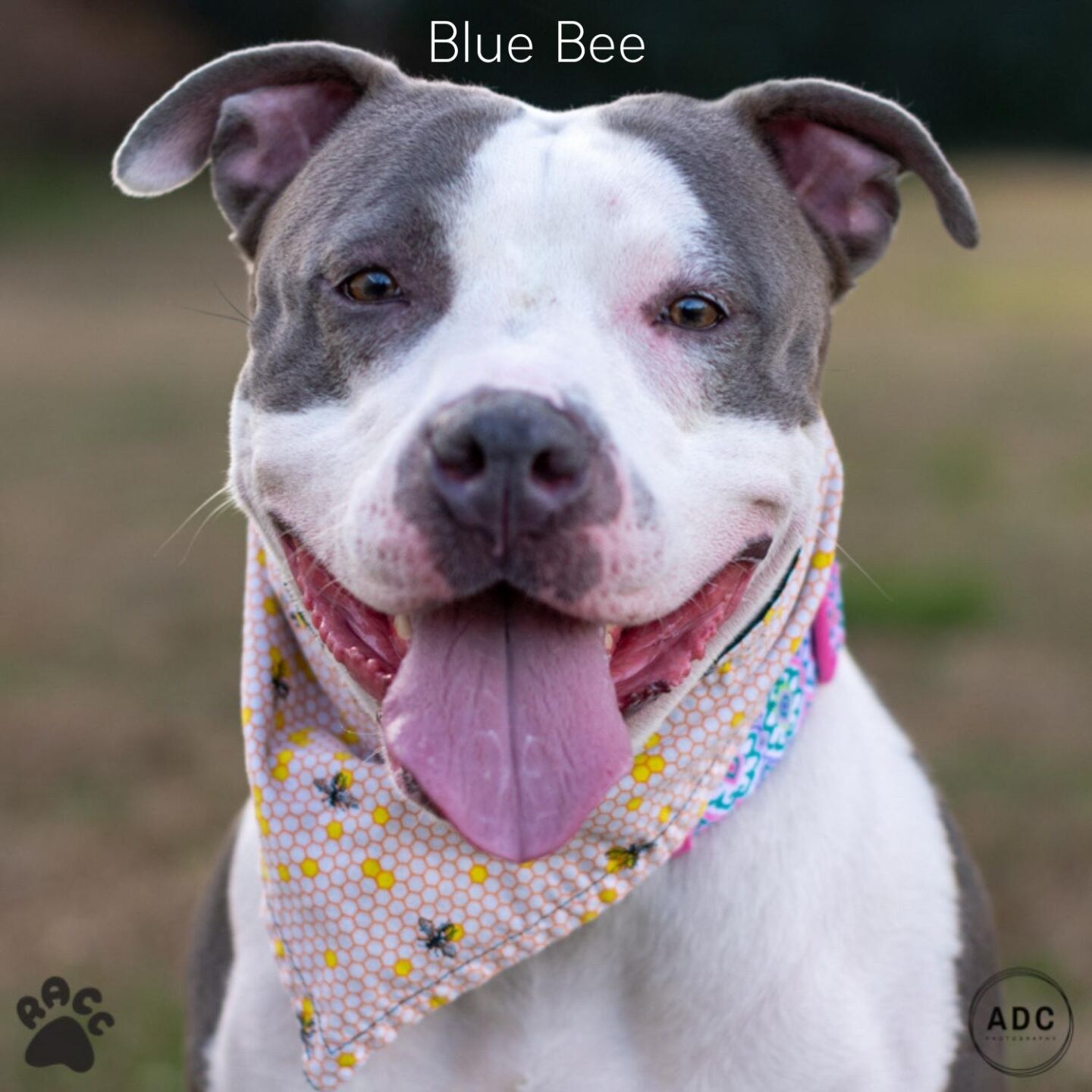 Blue Bee